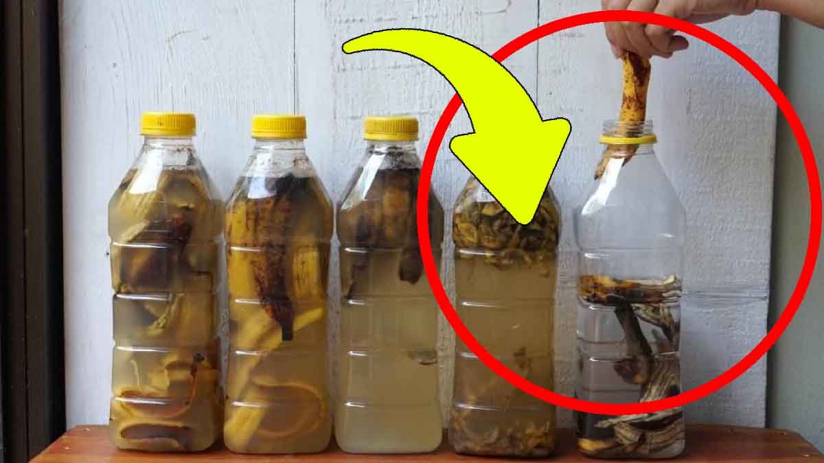 Conservez Les Peaux De Banane Et Mettez Les Dans Une Bouteille Deau