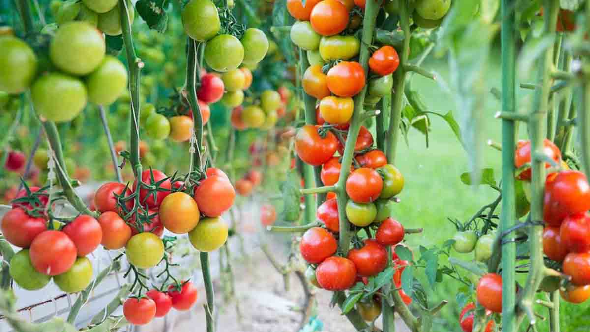 Quelle est la bonne distance entre les plants de tomates